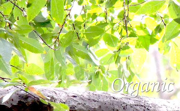 株式会社ハホニコ